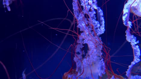 Colorful-jellyfish-float-gracefully-in-a-vibrant-blue-underwater-scene-captured-in-close-up