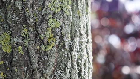 textured tree bark with green and gray lichen