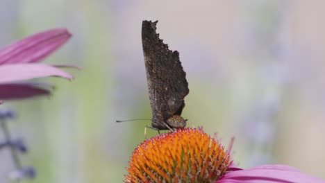 super close-up of the back of a black butterfly in a orange ovary of violet flower