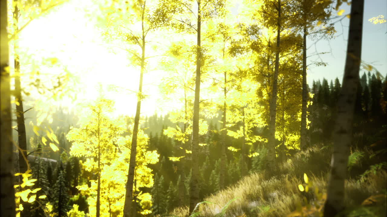 Autumn sunlight filters through golden leaves in a serene forest setting