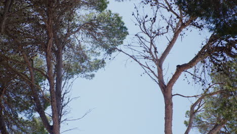 Pine-trees-standing-tall-under-the-clear-blue-sky,-creating-a-captivating-natural-contrast