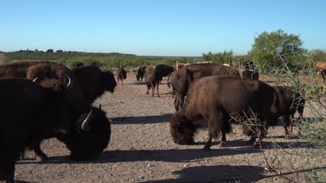 bisontes ruidosos comiendo en el rebaño