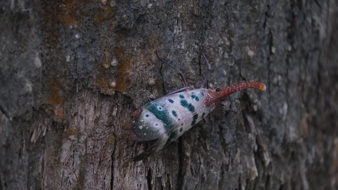 옆으로 움직이는 오른쪽을 향하고 피벗을 향하고 아래로 향하는 피벗 플라이, pyrops ducalis sundayrain, 카오 야이 국립 공원, 태국