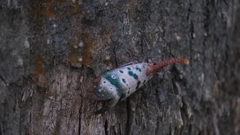 pyrops ducalis sundayrain, parque nacional khao yai, tailandia, visto mirando hacia la derecha moviéndose hacia los lados y pivotando para mirar y moverse hacia abajo