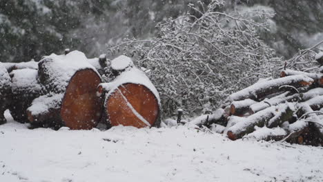 slow motion snow fall blanketing cut wood pile, logs and branches from fallen tree in winter