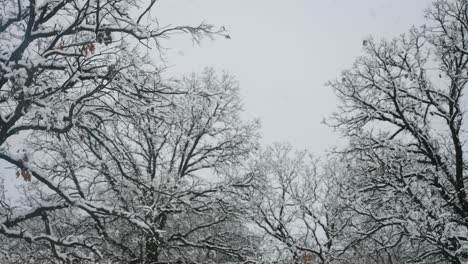 Nieve-Cayendo-A-Través-De-Un-Hueco-Entre-Los-árboles-En-Minnesota