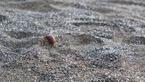 close up of hermit crab crawling across the sand beach to find food