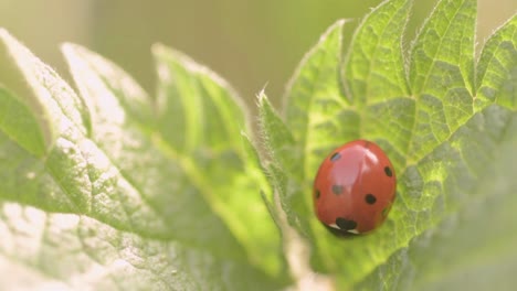 Ladybird-resting-on-a-leaf