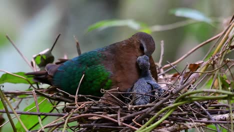 The-Common-Emerald-Dove-is-common-to-Asian-countries-and-it's-famous-for-its-beautiful-emerald-coloured-feathers