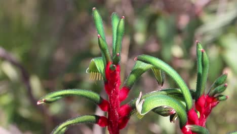 Primer-Plano-De-La-Pata-De-Canguro-Roja-Y-Verde,-Flores-Silvestres-Australianas