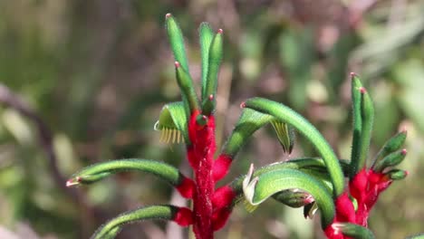 pata de canguro roja y verde de cerca, flores silvestres australianas
