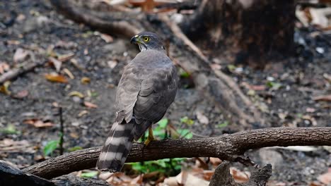 Der-Haubenhabicht-Ist-Einer-Der-Häufigsten-Raubvögel-In-Asien-Und-Gehört-Zur-Gleichen-Familie-Der-Adler,-Der-Weihen