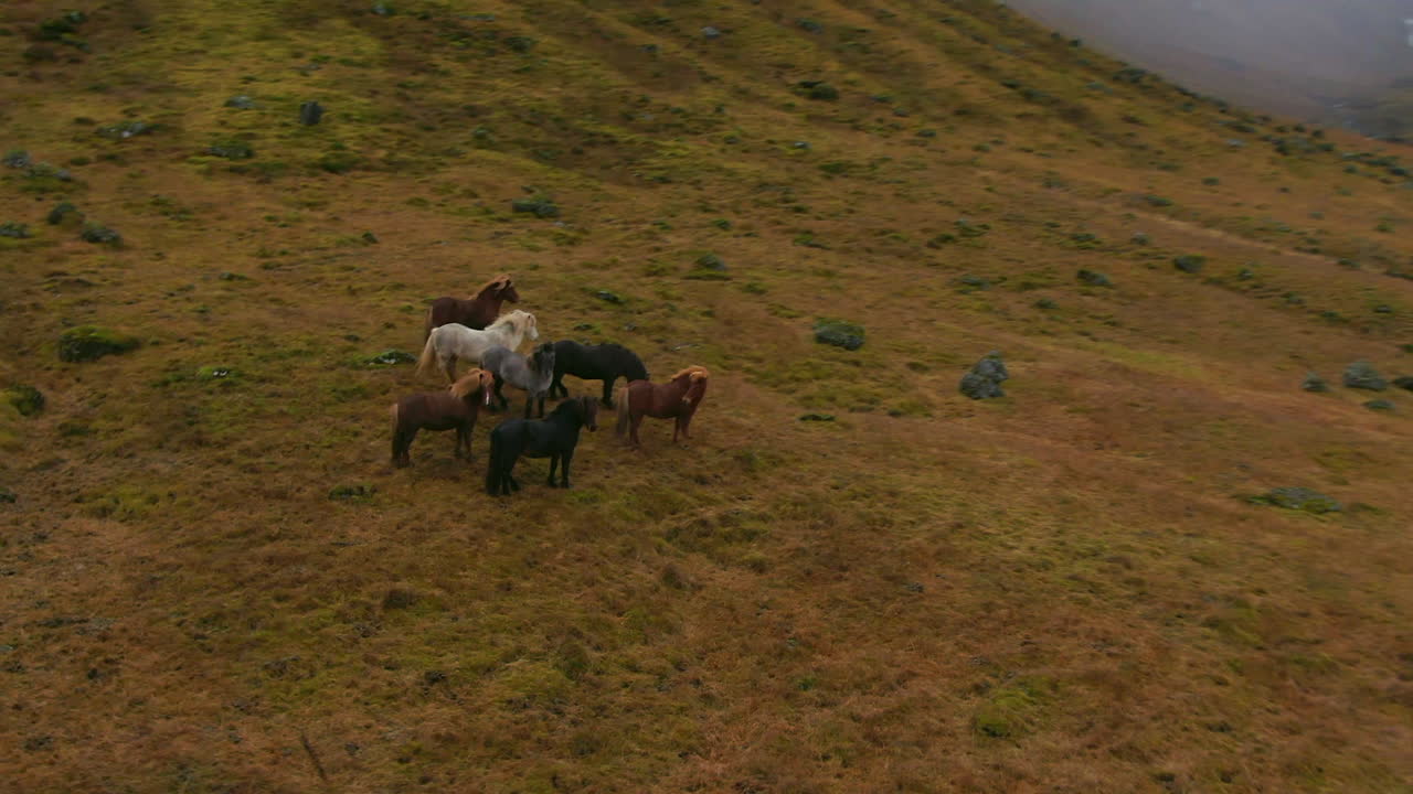 vista panorámica de aviones no tripulados de caballos salvajes en una ladera con montañas en el fondo en islandia kirkjufell montaña cerca de grundarfjordour