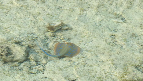 Raya-De-Cola-De-Cinta-De-Manchas-Azules,-Mantarraya,-Nadando-En-Fondos-Marinos-Rocosos-Y-Arenosos