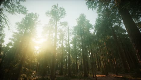 Paisaje-De-Puesta-De-Sol-De-Bosque-De-Secoyas