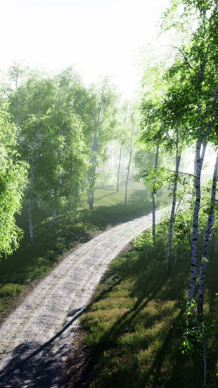 Scenic Dirt Road Through a Birch Tree Forest