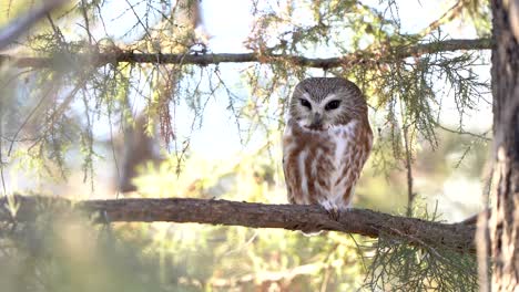 a northern saw whet owl opens its eyes slightly while resting in a tree