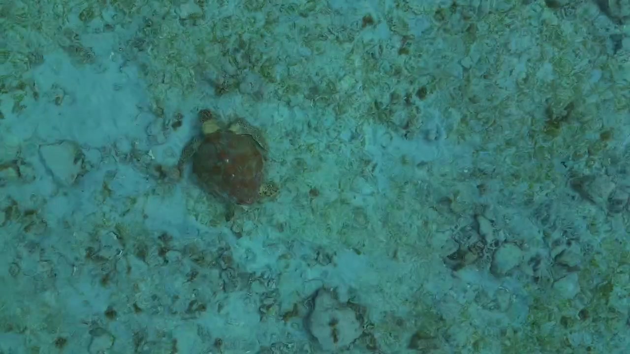 Sea turtle swimming over a sandy seabed in clear turquoise water and searching for food. Unbelievable aerial view top down drone view