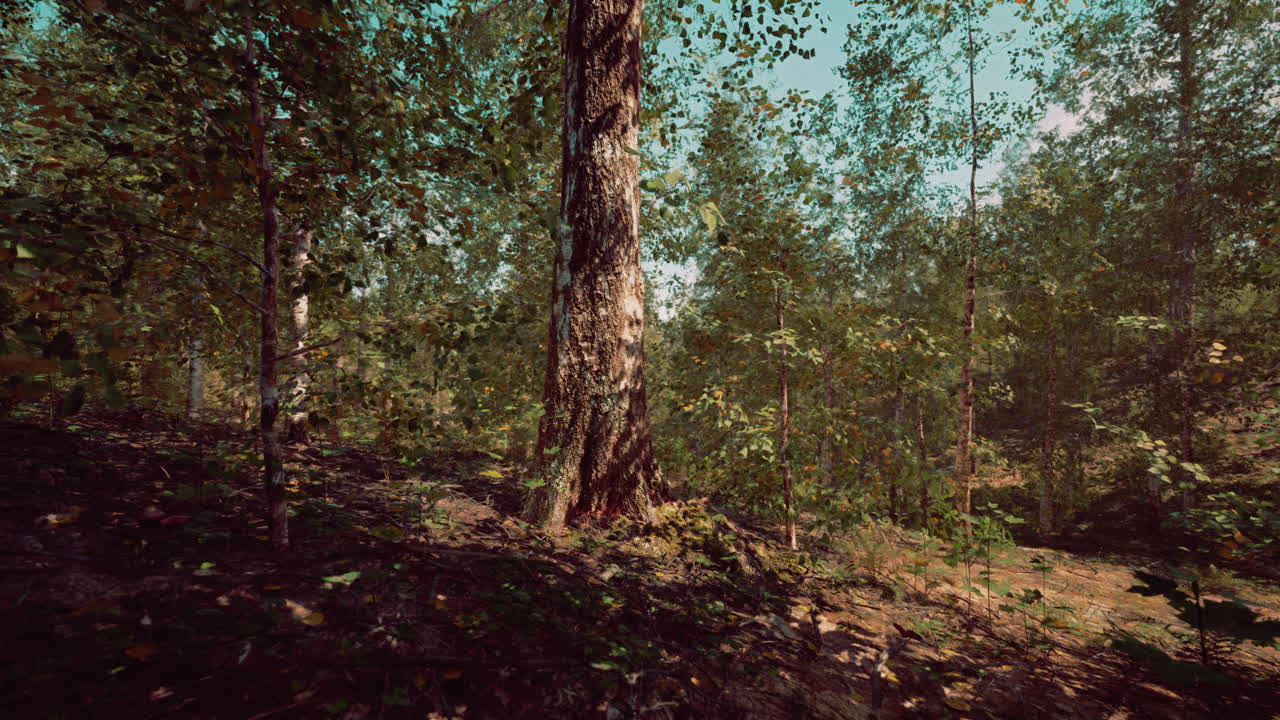 Una tranquilla foresta di betulle
