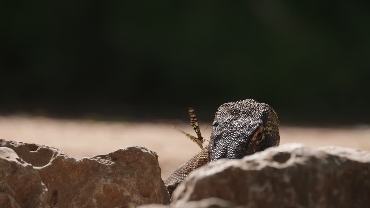 Primo piano dettagliato di un drago di Komodo che riposa tra le rocce, mostrando le sue squame texturizzate e la potente mascella mentre gli occhi attenti scansionano l'ambiente.