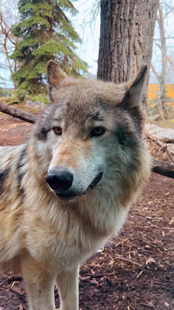 Wolves resting in a wildlife park during daylight hours in a natural setting. Two wolves are resting close together in a wildlife park under a clear sky. They look healthy and relaxed.