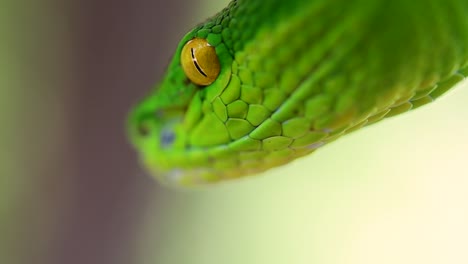 la víbora de labios blancos es una víbora venenosa endémica del sudeste asiático y a menudo se encuentra durante la noche esperando en una rama o rama de un árbol cerca de un cuerpo de agua con muchos alimentos