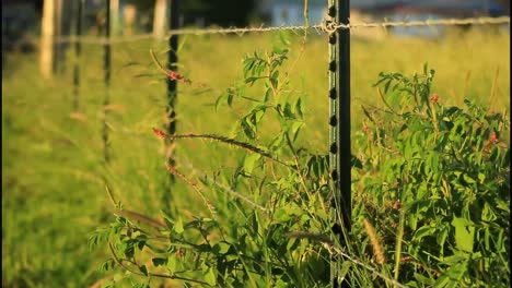 línea de valla de campo con plantas