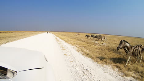 driving along dirt road past herds of zebras