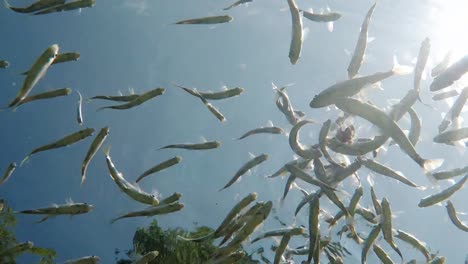 fish swimming in very clear and transparent shallow water