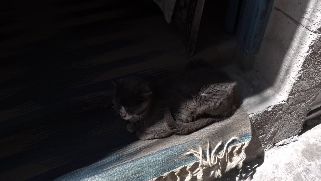A gray and white cat. It is in front of a cement entrance, partly in the shade with patches of sunlight