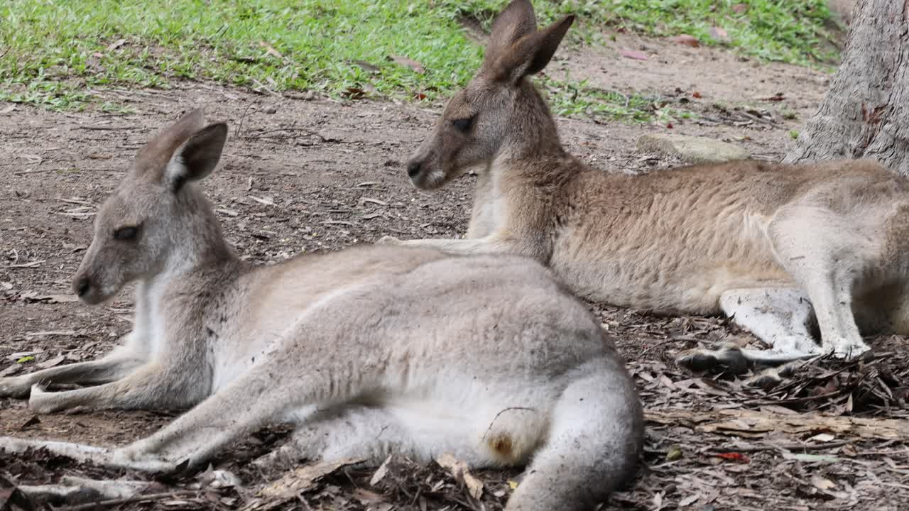canguro descansando pacíficamente en el suelo del bosque