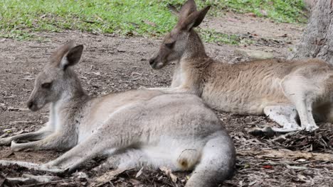 kangaroo lounging peacefully on forest floor