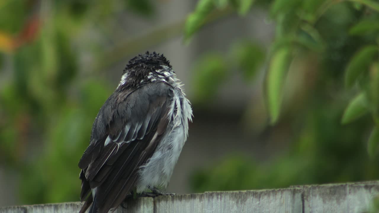 Wet Butcherbird Close Up Perched On Wooden Fence, Daytime Slight Breeze, Maffra, Gippsland, Victoria, Australia