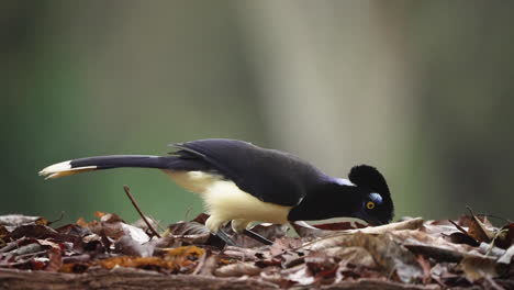 plush-crested jay, resilient and vibrant, forages for food on a rainy day in the jungle