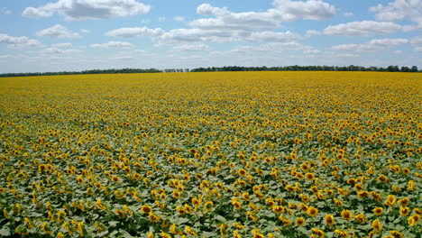 beautiful field of sunflowers. aerial drone shot, starting high and descending gradually. blue sky and white clouds at the horizon.