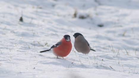 eurasian bullfinch in winter near bird feeder eating sunflower seeds with other birds