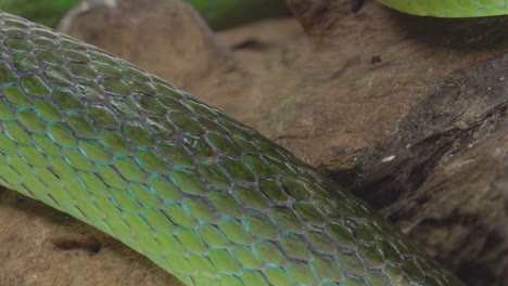 Close-up of green snake scales