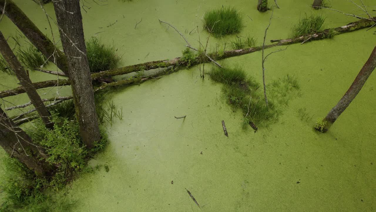 Aerial top-down shot of the natural swamp covered with green leaves and with dead trees