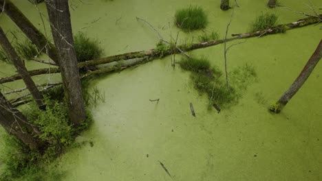 Aerial-top-down-shot-of-the-natural-swamp-covered-with-green-leaves-and-with-dead-trees