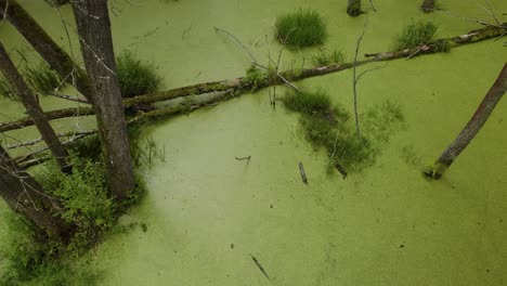 Toma-Aérea-De-Arriba-Hacia-Abajo-Del-Pantano-Natural-Cubierto-De-Hojas-Verdes-Y-árboles-Muertos