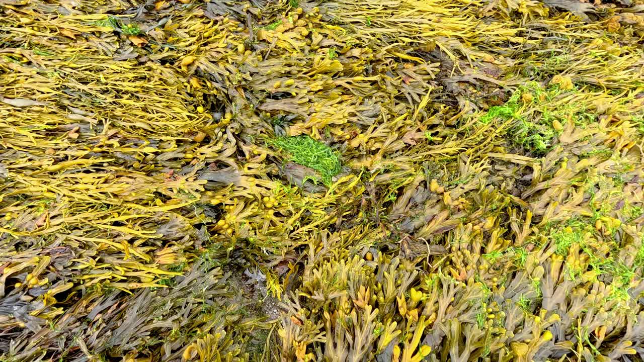 algas marinas que se mueven en la orilla en fife