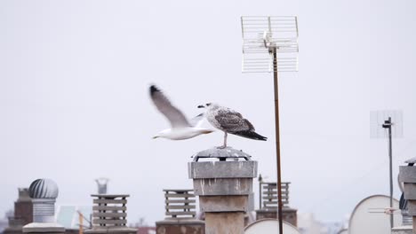 A-seagull-perched-on-a-rooftop-in-Spain-while-others-fly-by-on-a-misty-day