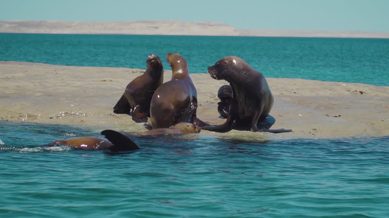 작고 인기 있는 바위 섬에서 싸우는 바다사자 커플의 슬로우 모션 샷