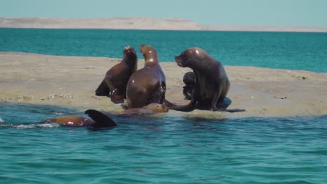 Toma-En-Cámara-Lenta-De-Una-Pareja-De-Leones-Marinos-Peleando-En-Una-Pequeña-Isla-Rocosa-Popular