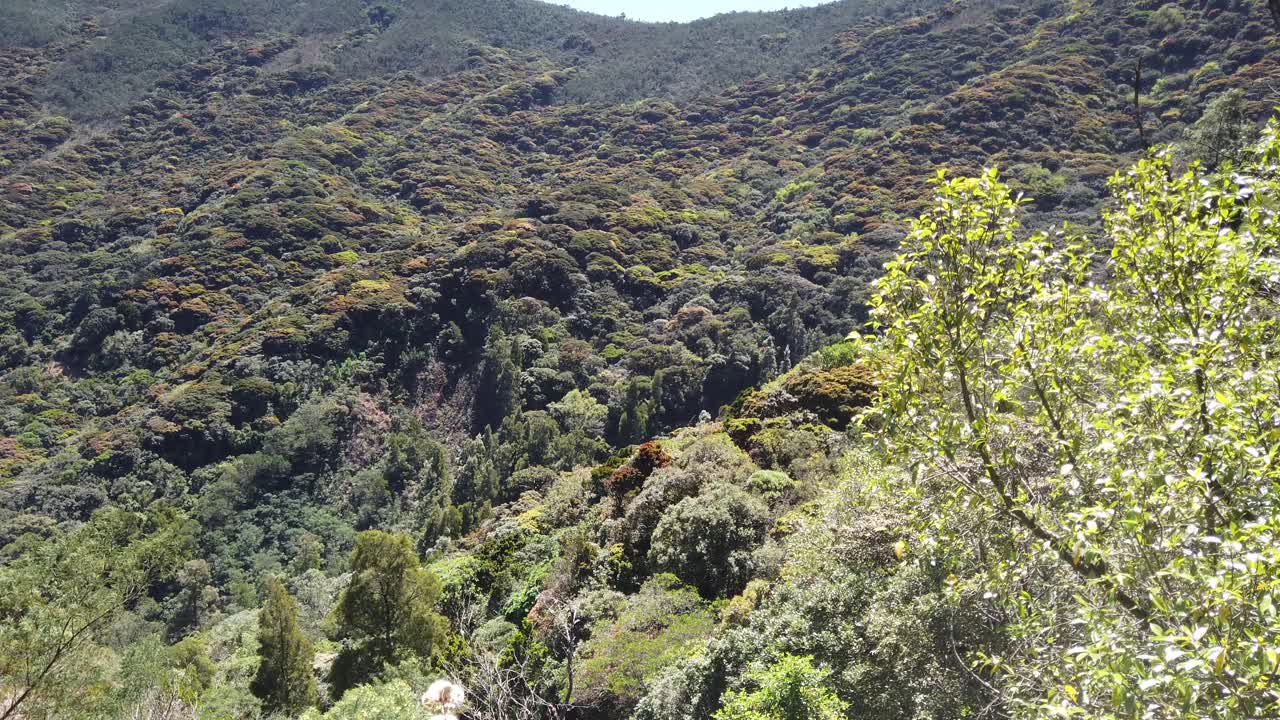 el turista observa el impresionante paisaje de la reserva de la biosfera de niligiri en las afueras de ooty, tamil nadu, india