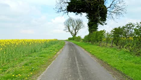 Eine-Wunderschöne-Panorama-Drohnenaufnahme-Einer-Rapsernte-Mit-Zwei-Bäumen-Und-Einer-Friedlichen-Landstraße-Vor-Einem-Klaren-Blauen-Himmel