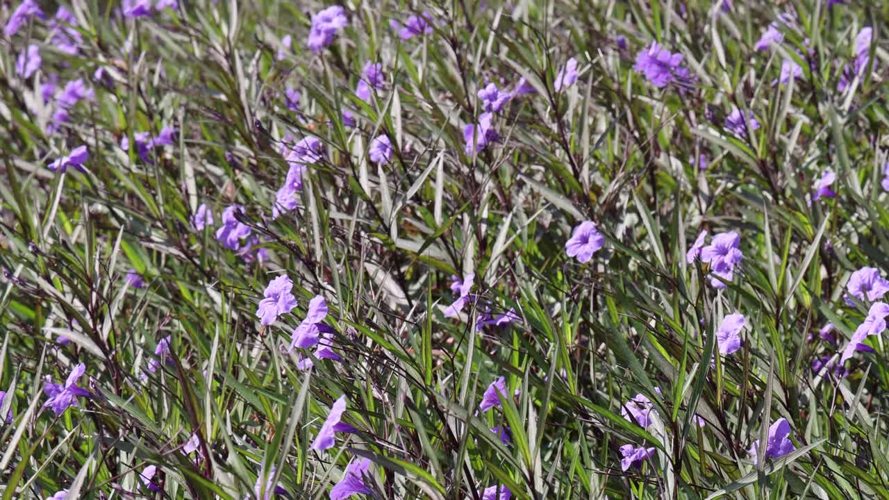 활기찬 초록색 에서 보라색 꽃이 꽃을 피운다