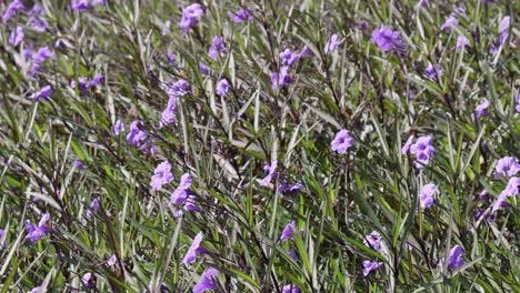 purple flowers bloom in a vibrant green field