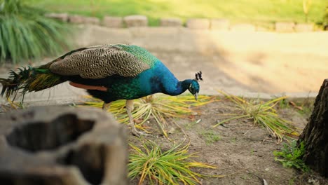 pavo real en un jardín