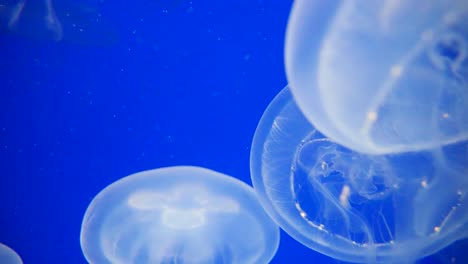 Jellyfish-Nightlights-Spectacular-Swimming-in-Water,close-up-shot